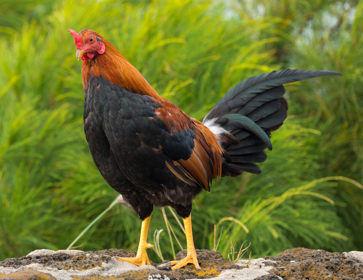 Arti Mimpi Ayam