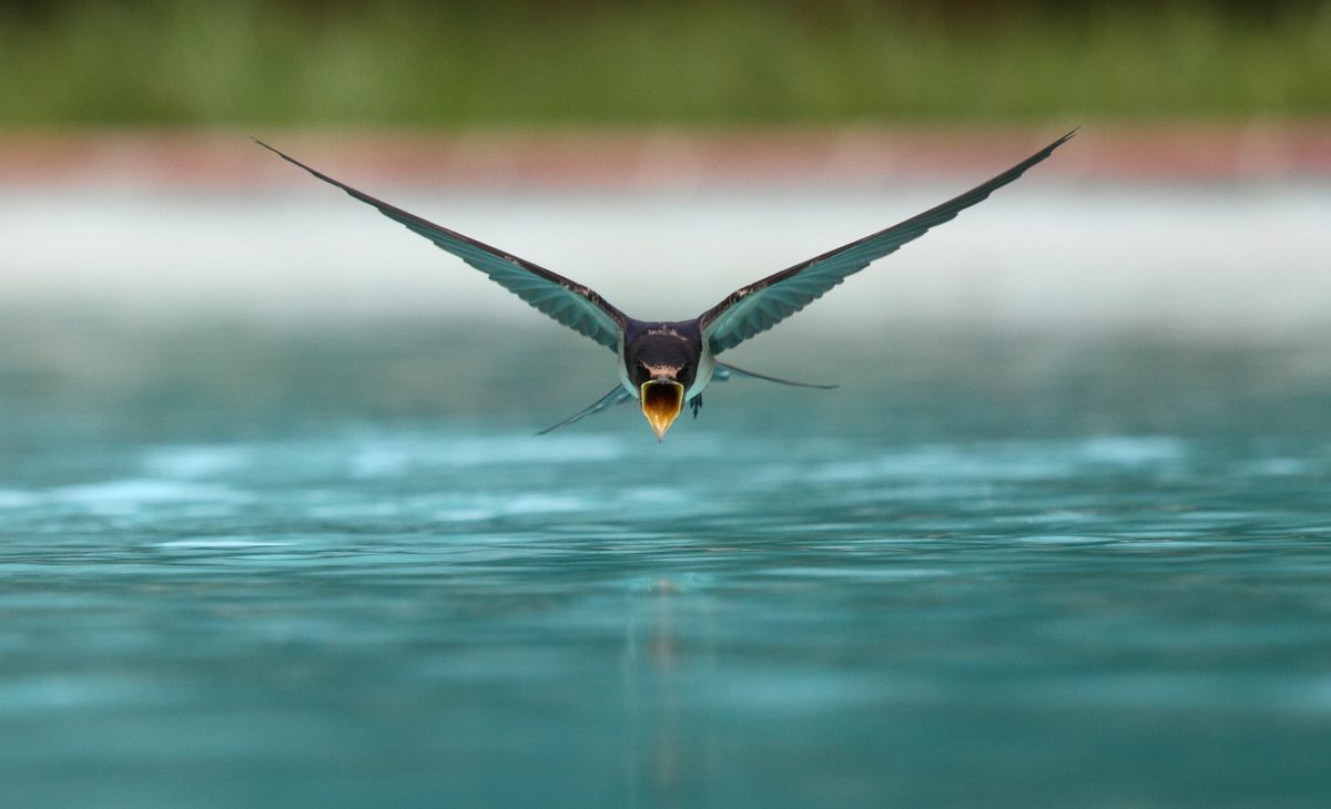 Arti Mimpi Burung