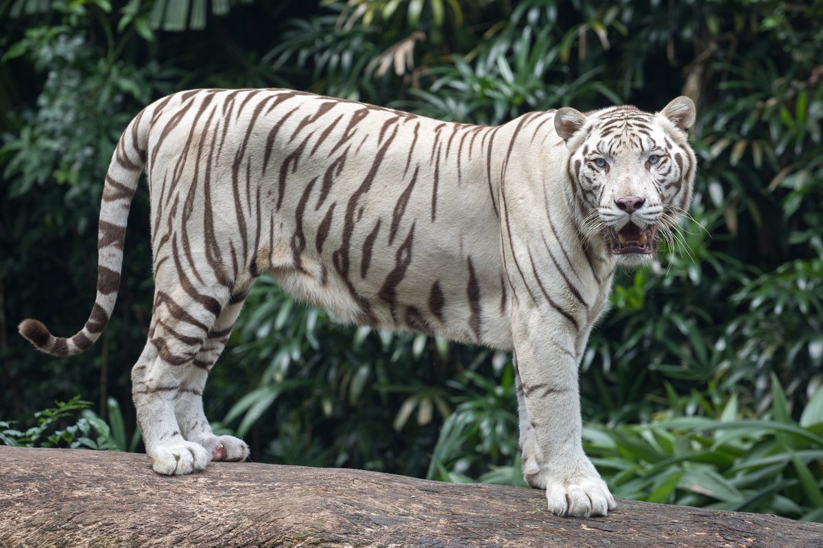 Arti mimpi harimau
