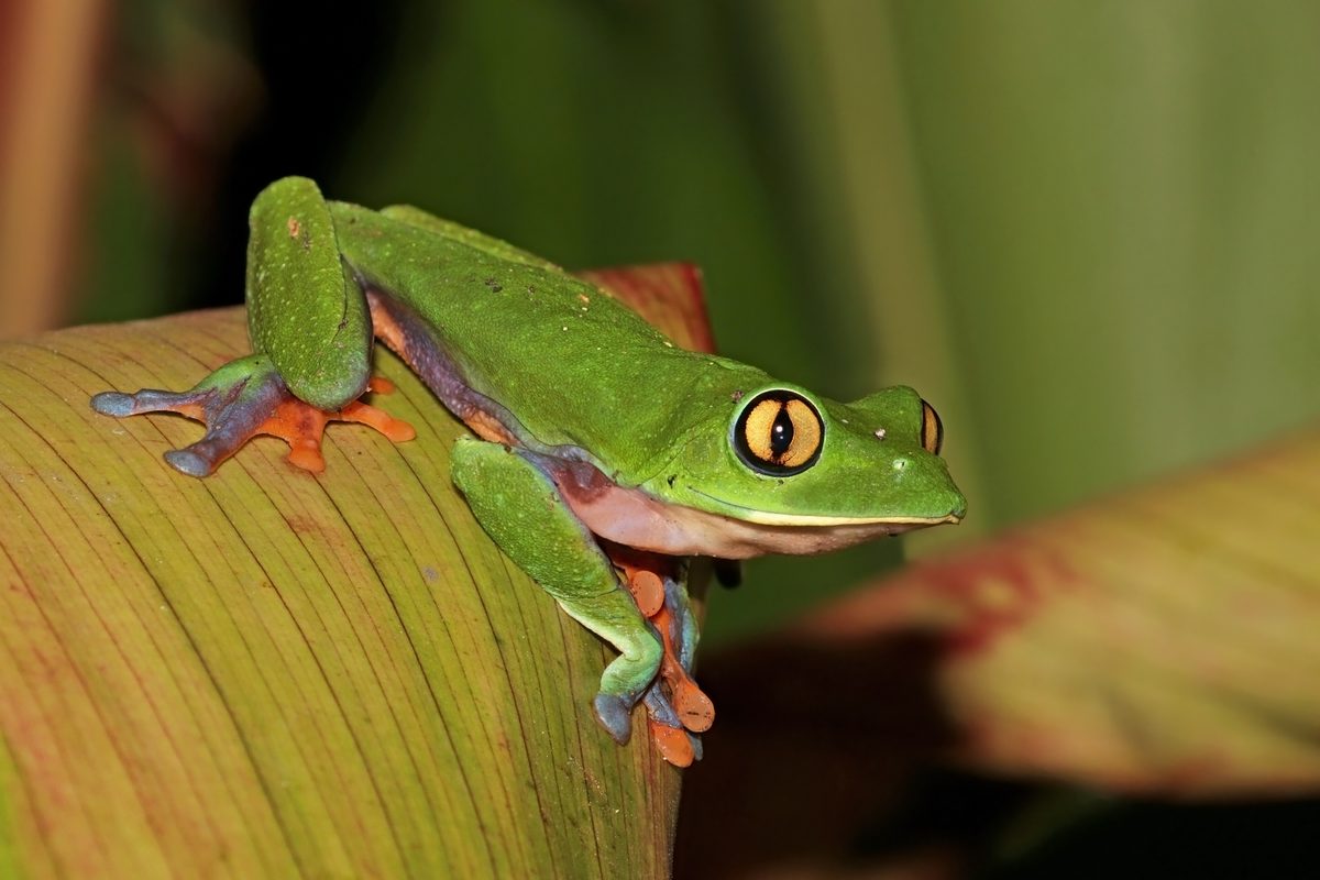 Arti mimpi katak