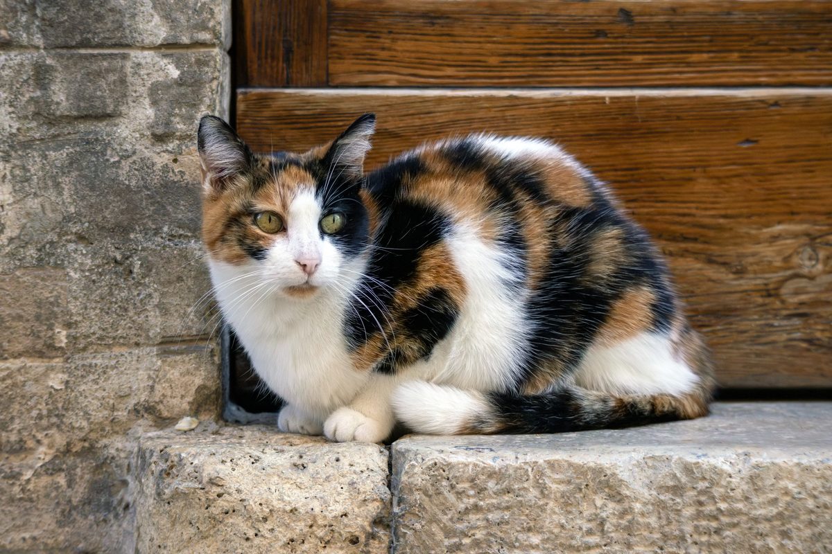 Arti mimpi kucing