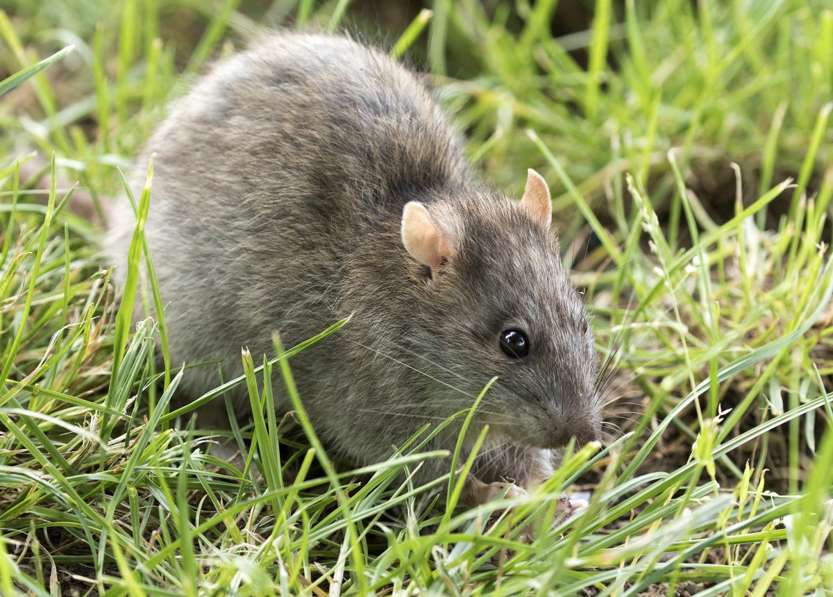 Arti mimpi tikus